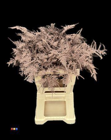 Asparagus overig kleurbehandeld H%