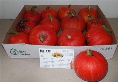 Cucurbita