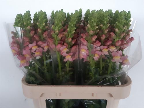 Antirrhinum majus 'Antibes Rose'