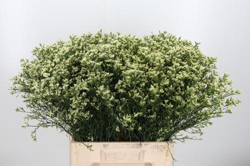 Limonium sinense China Lovely
