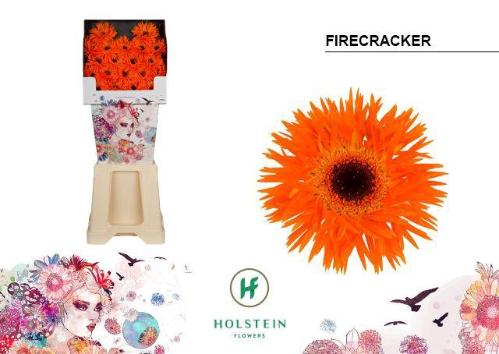 Gerbera mini Firecracker