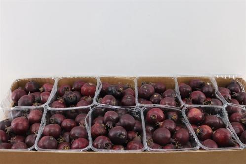 Siervruchten per stuk Punica granatum