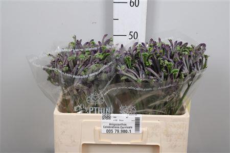 Anigozanthos overig