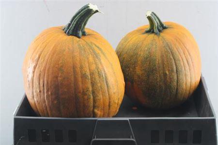 Siervruchten per stuk Cucurbita maxima 'Halloween'