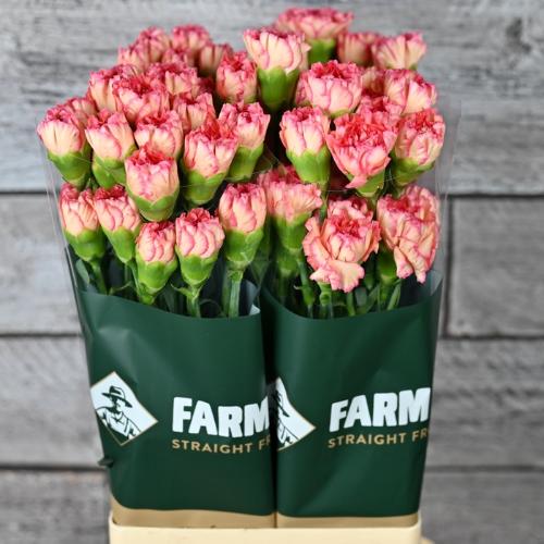 Dianthus standaard overig