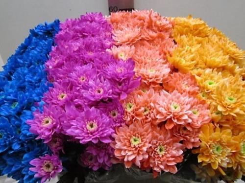 Chrysanthemum Indicum Grp tros kas kleurbehandeld H%