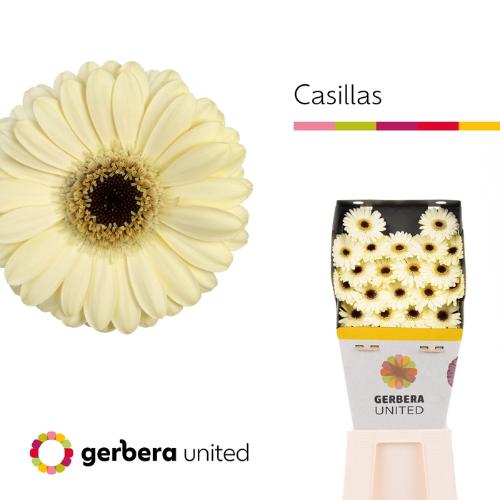 Gerbera mini Casillas+