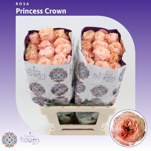Rosa grootbloemig Princess Crown