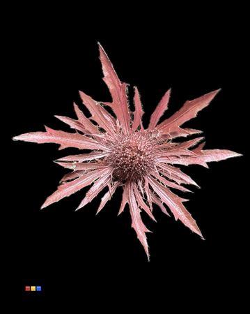 Eryngium alpinum kleurbehandeld H%