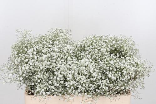 Gypsophila paniculata Xlence