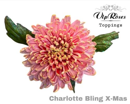 Chrysanthemum geplozen kas kleurbehandeld H%