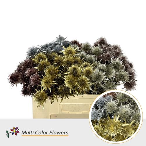 Eryngium alpinum kleurbehandeld H%