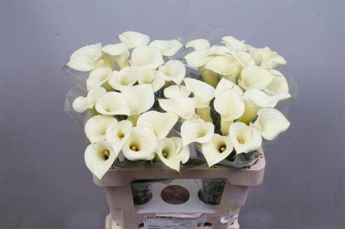 Zantedeschia 'Snowstar'