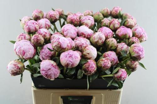 Paeonia Lactiflora Grp 'Sarah Bernhardt'