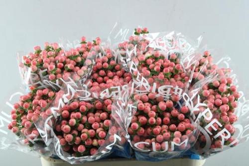 Hypericum androsaemum Coco Tiamo