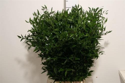 Ruscus aculeatus per bos