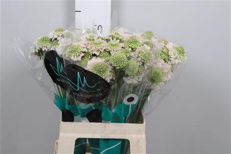 Scabiosa atropurpurea French Vanilla Bon Bon Scoop