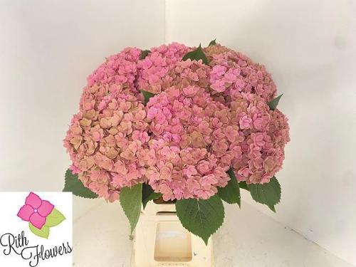 Hydrangea macrophylla Royal Kiss (classic)