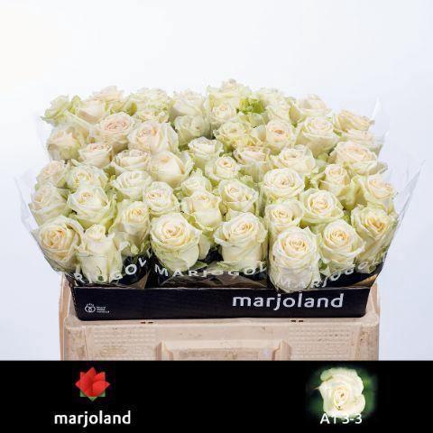 Rosa grootbloemig Dolomiti