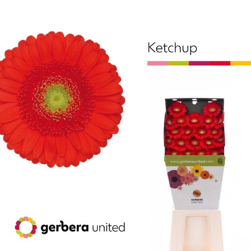 Gerbera mini 'Ketchup'