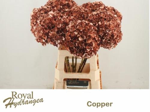 Hydrangea overig kleurbehandeld H%