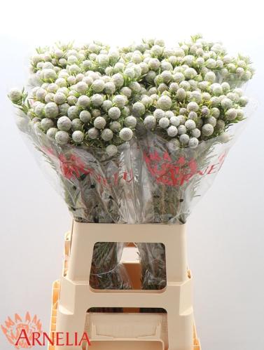 Leucadendron linifolium 'Jade Pearl' (vertakt)