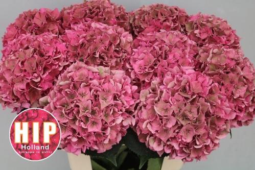 Hydrangea macrophylla 'Rodeo' (classic)