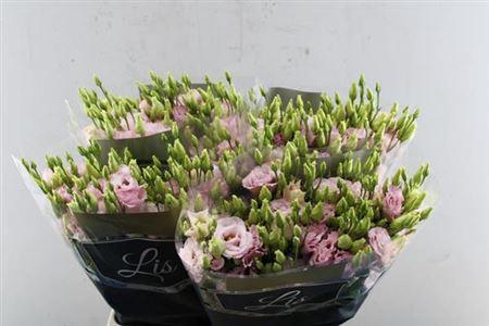 Eustoma russellianum gevuldbloemig Lisanne Light Pink