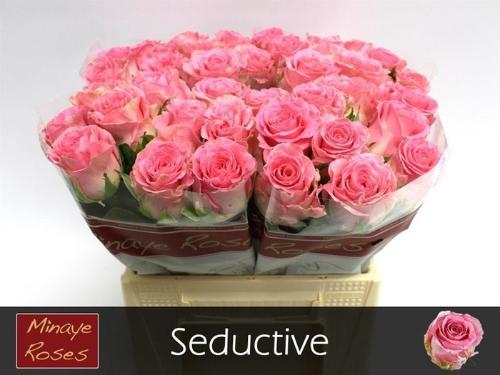 Rosa grootbloemig Seductive