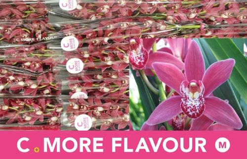 Cymbidium mini per tak Alison Shaw 'Christmas Rose'