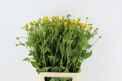 Rudbeckia nitida