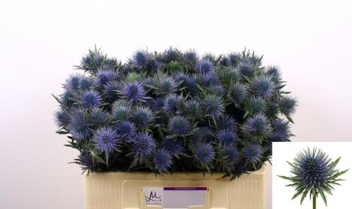 Eryngium planum Magnetar Questar