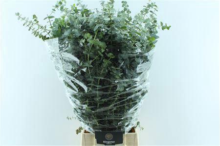 Eucalyptus per bos 'Baby Blue'