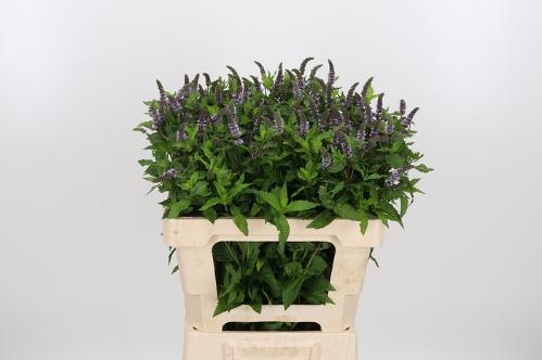 Mentha 'Tigra'