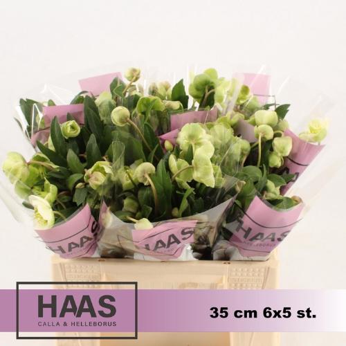 Helleborus 'Winterbells'