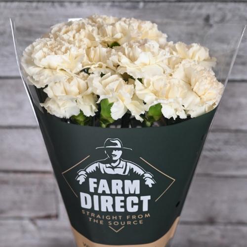 Dianthus standaard overig