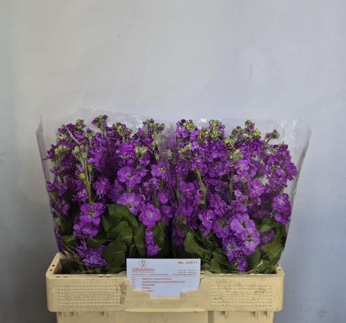 Matthiola incana 'Mathilda Lavender'