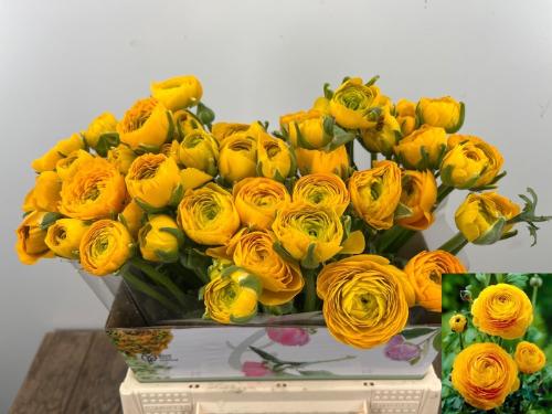 Ranunculus asiaticus 'Elegance Yellow'
