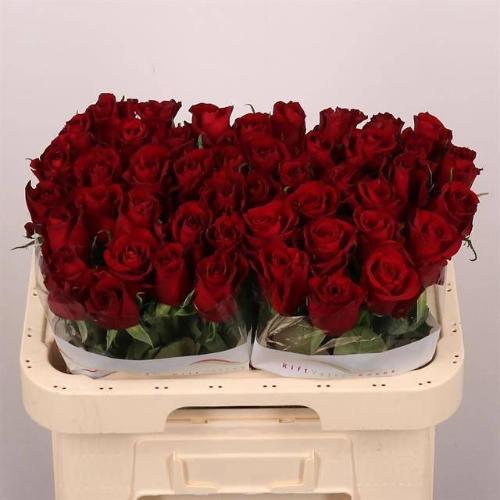 Rosa grootbloemig Ever Red