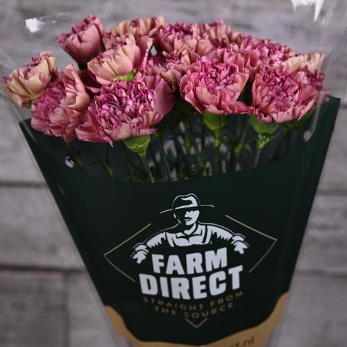 Dianthus standaard overig