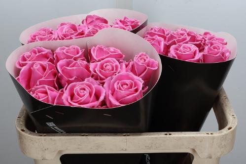 Rosa grootbloemig gewaxt H%