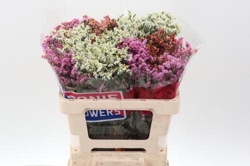 Limonium sinensis Diamond gemengd
