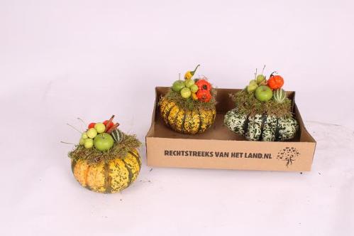 Cucurbita overig