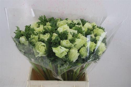 Anemone coronaria 'Mistral Plus White'