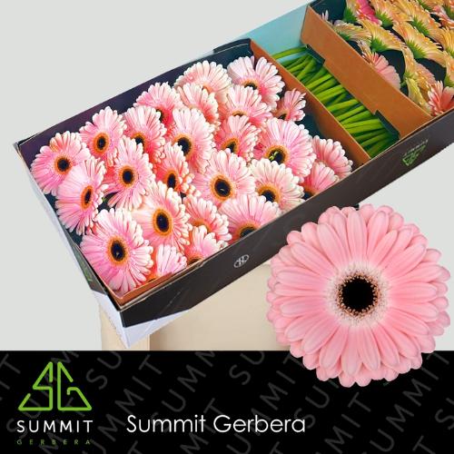 Gerbera grootbloemig Dulcie