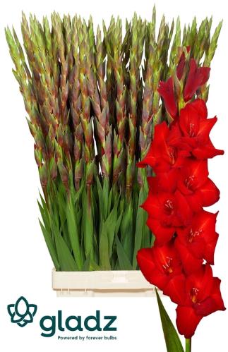Gladiolus grootbloemig 'Red Balance'