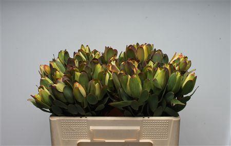 Leucadendron discolor