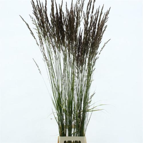 Calamagrostis brachytricha