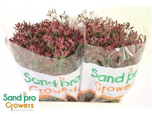 Limonium sinensis Scarlet Diamond