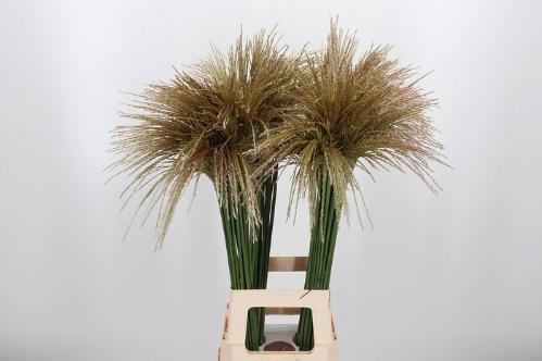 Miscanthus sinensis White Cloud